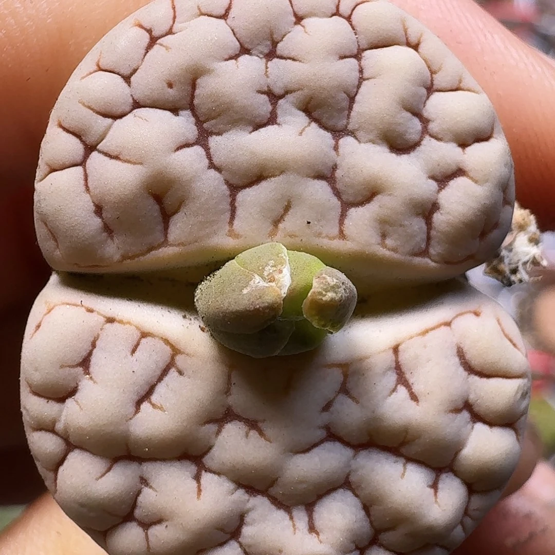 生石花111111。   298