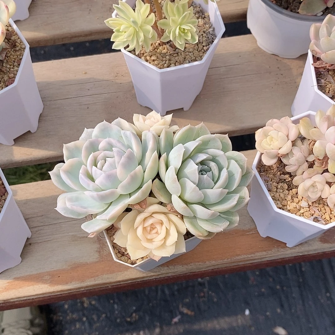 ૮****?雪球锦多肉植物老桩