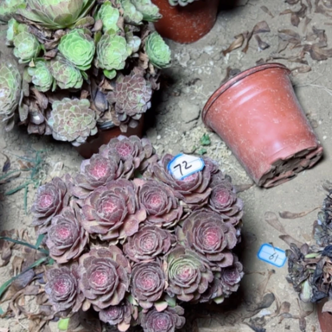 【闪购商品】王*学多肉植物补15差价72