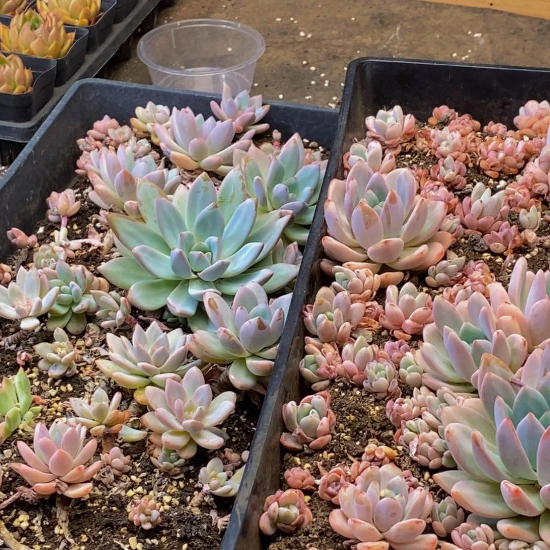 190脱土发货多肉