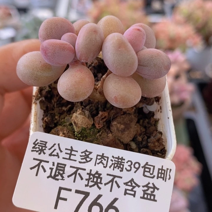 腰子桃蛋4cm766多肉植物