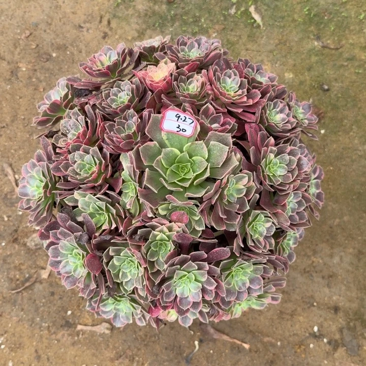 梅***花金丝缺多肉植物30