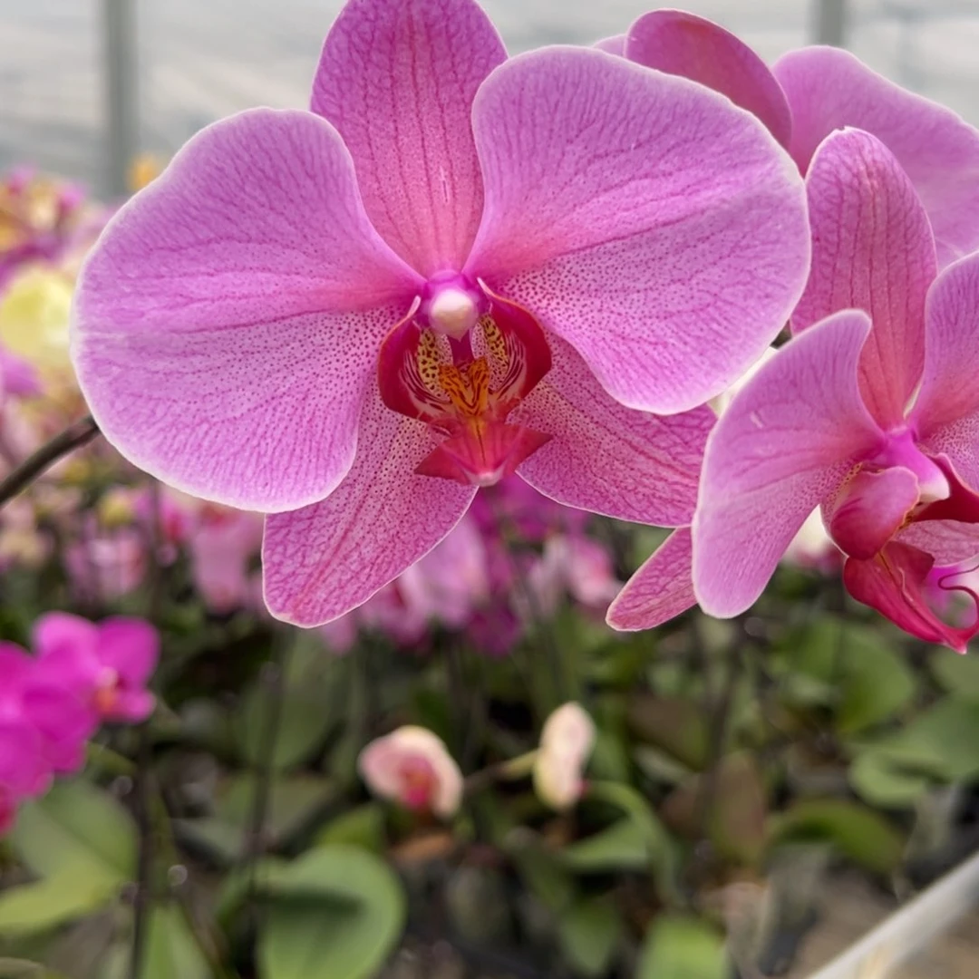 完全开放M150 剪梗