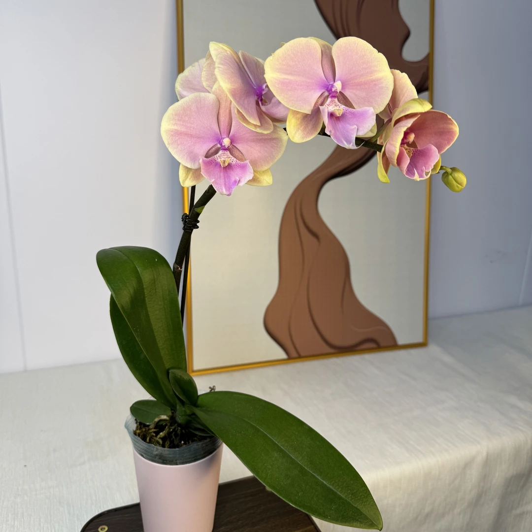 【芳美传奇】 精品蝴蝶兰 花卉基地直发