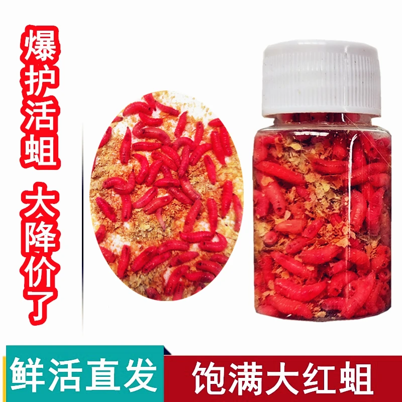 钓鱼活蛆饱满大号红蛆虫钓溪石斑活体蛆牙活虫公鱼白蛆鲜活鲫鱼饵