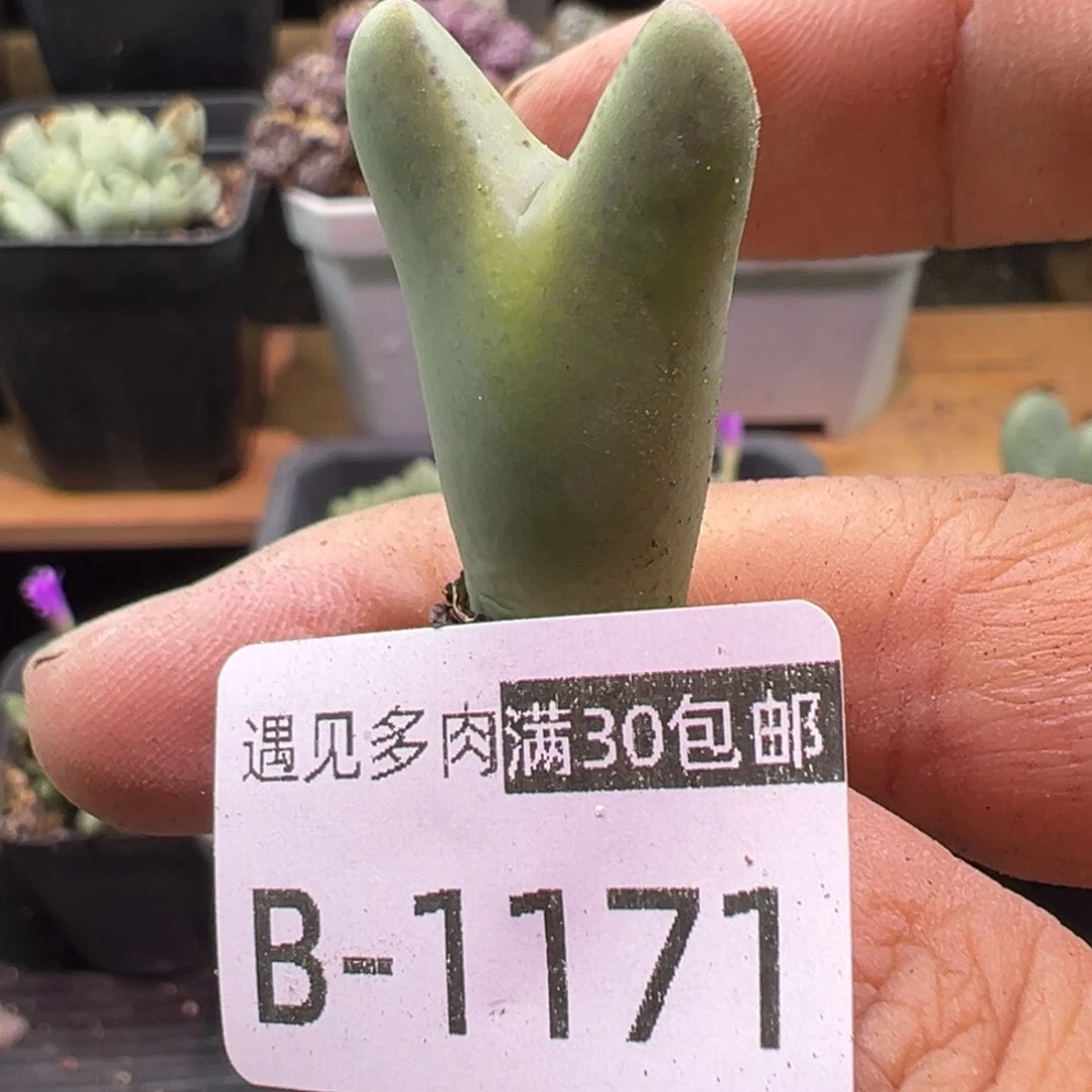 多肉植物1111111111111