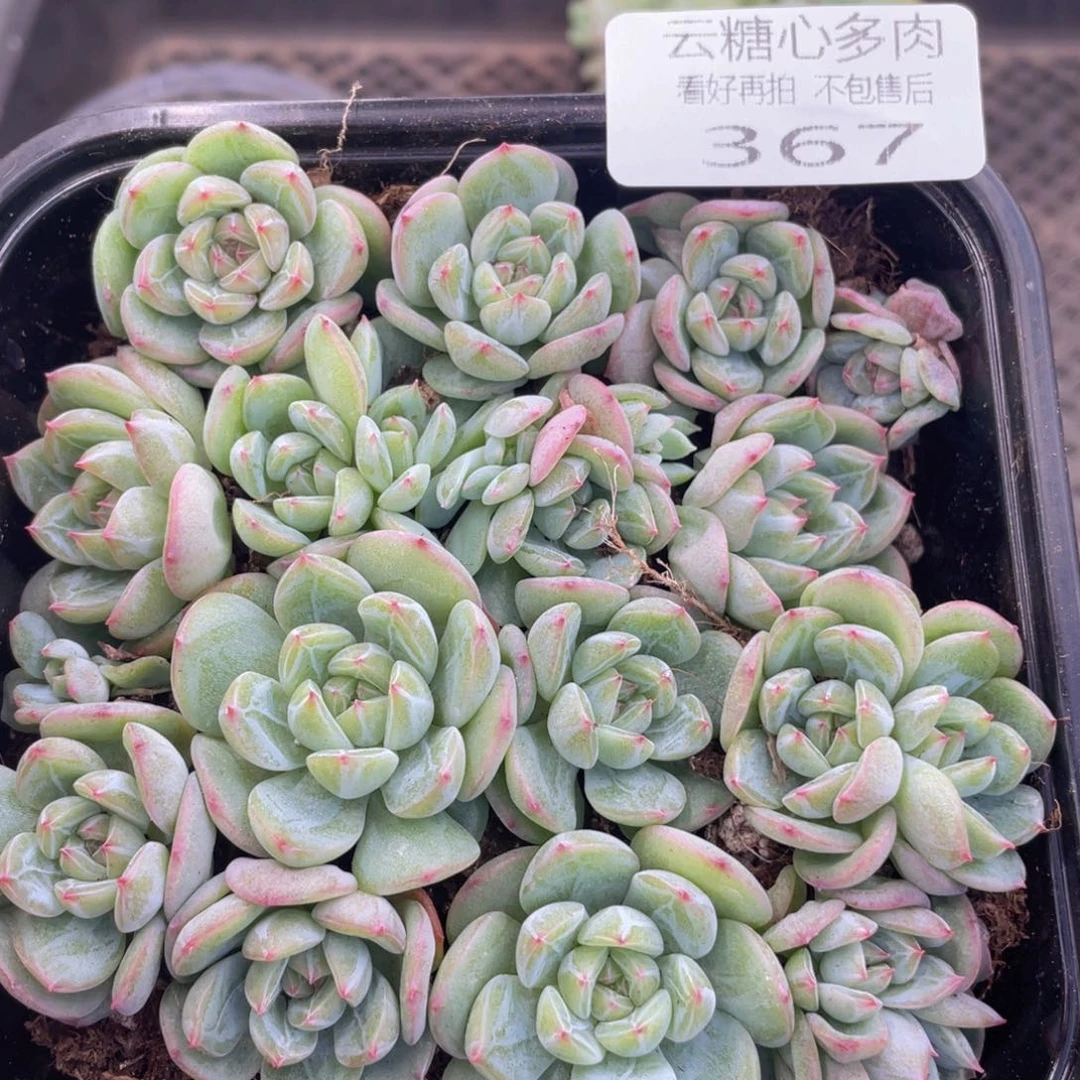 云糖心多肉植物367