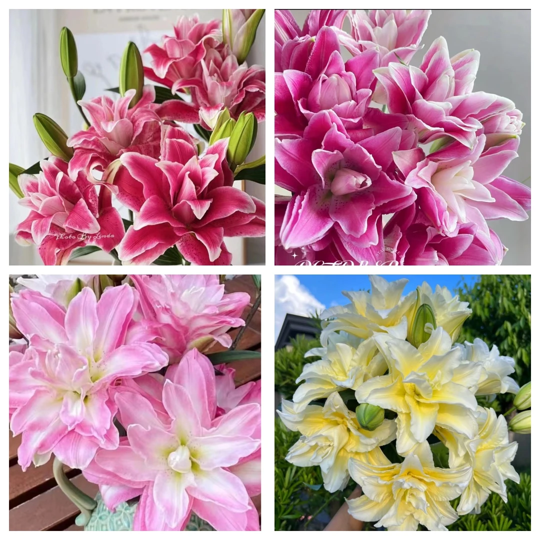 4颗大盆【大花重瓣】4颗/混色带盆带土种好发货香水百合阳台庭院