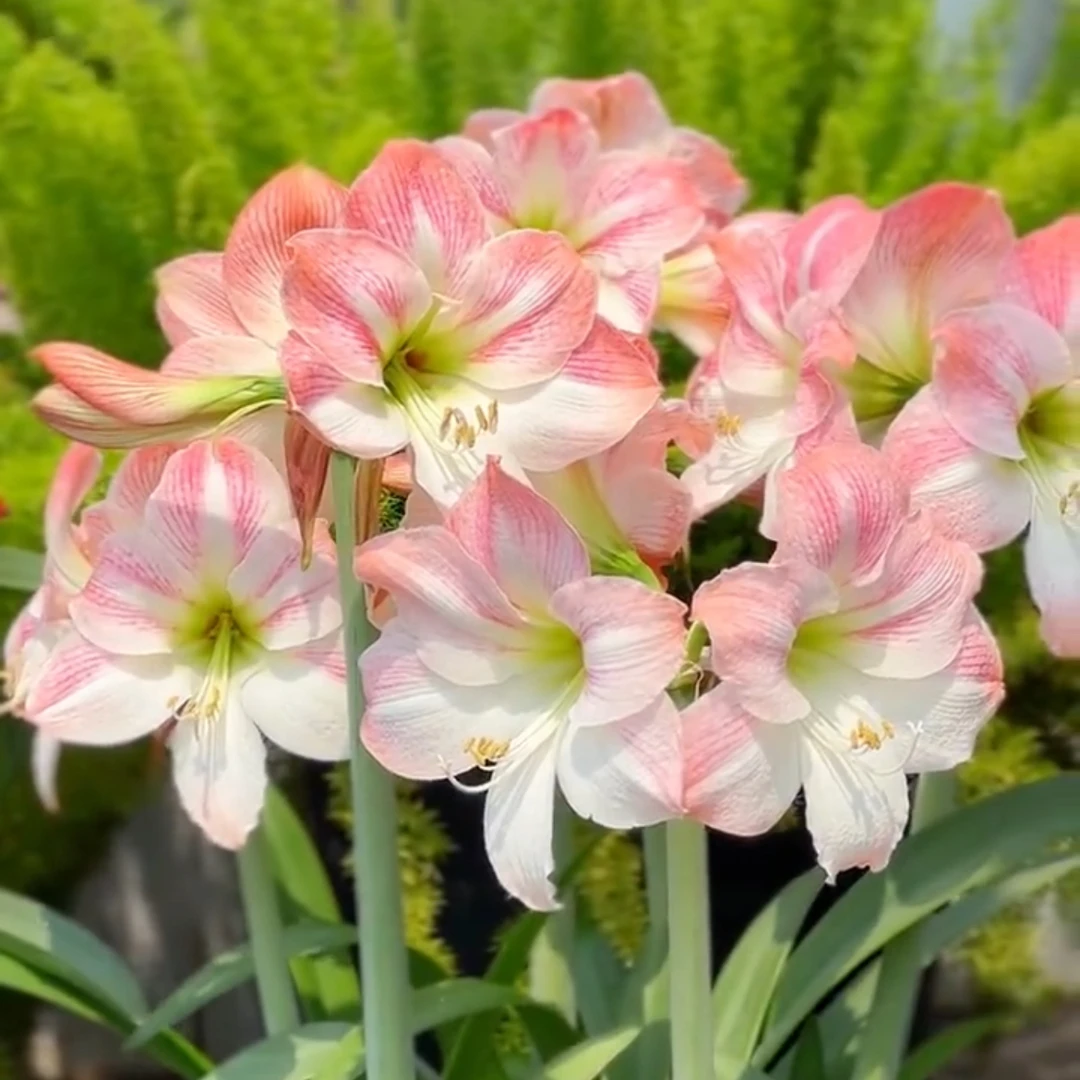 朱顶红【苹果花】单瓣 新手入门皮实好养多年生室内外花卉