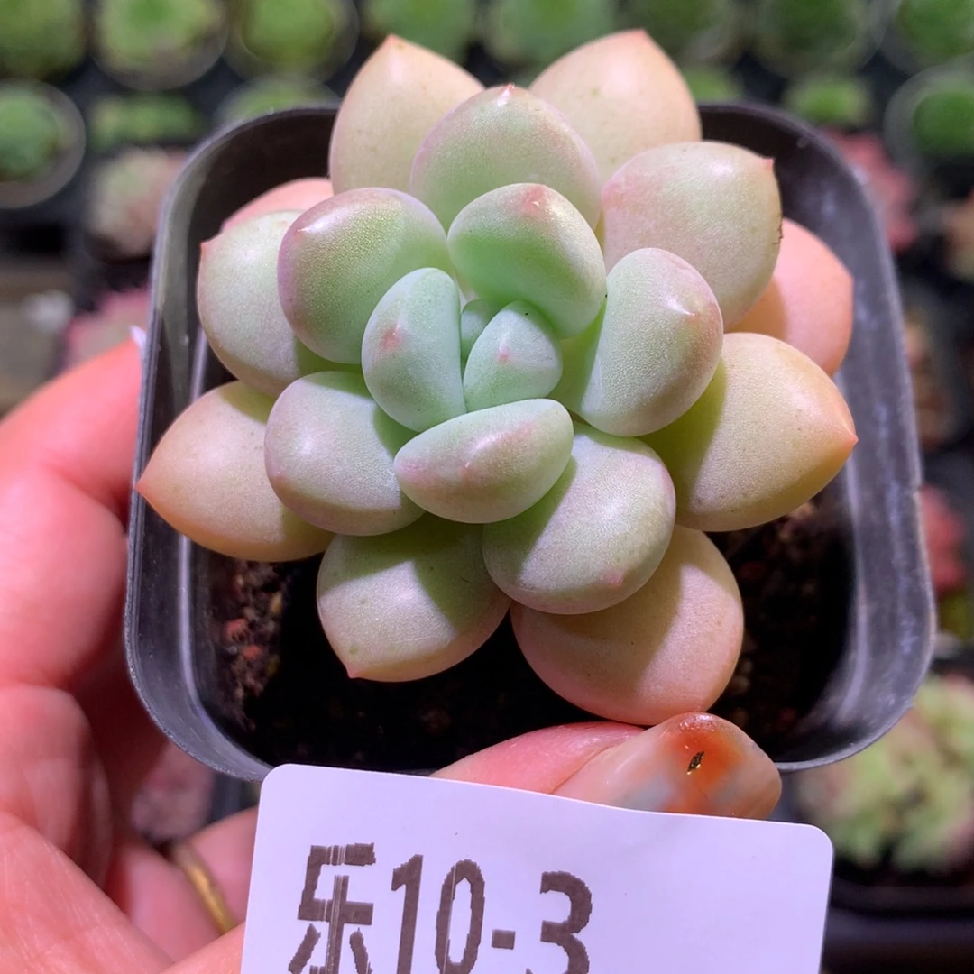 乐然10-3 泡泡糖