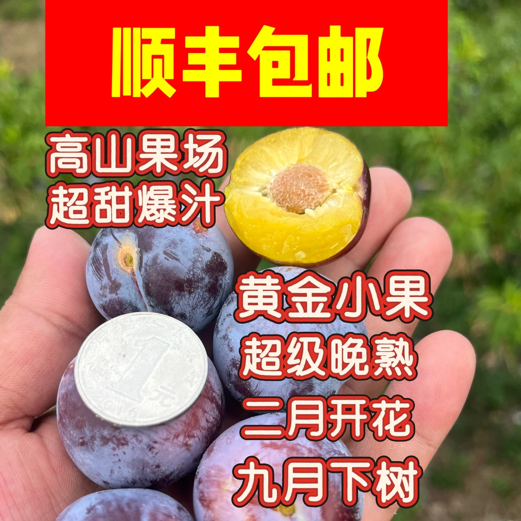 正宗古蔺三道水脆红李（波大助农团）四川脆红李新鲜采摘脆甜化渣