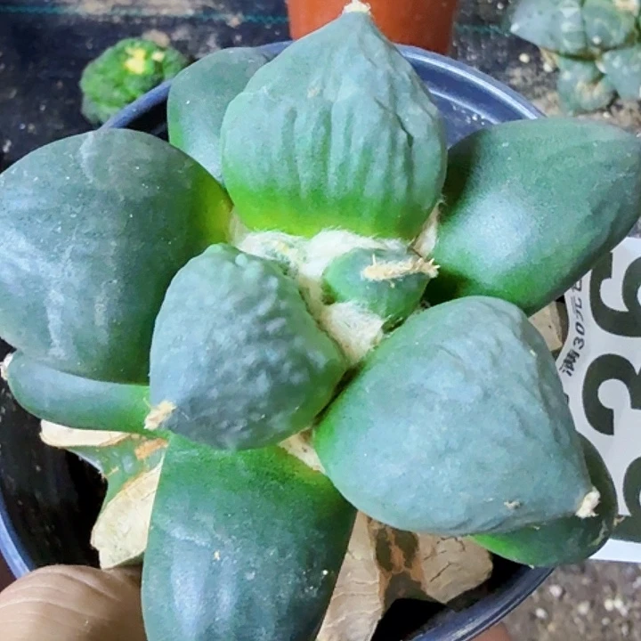 无花朵福利苗接光面蛋536