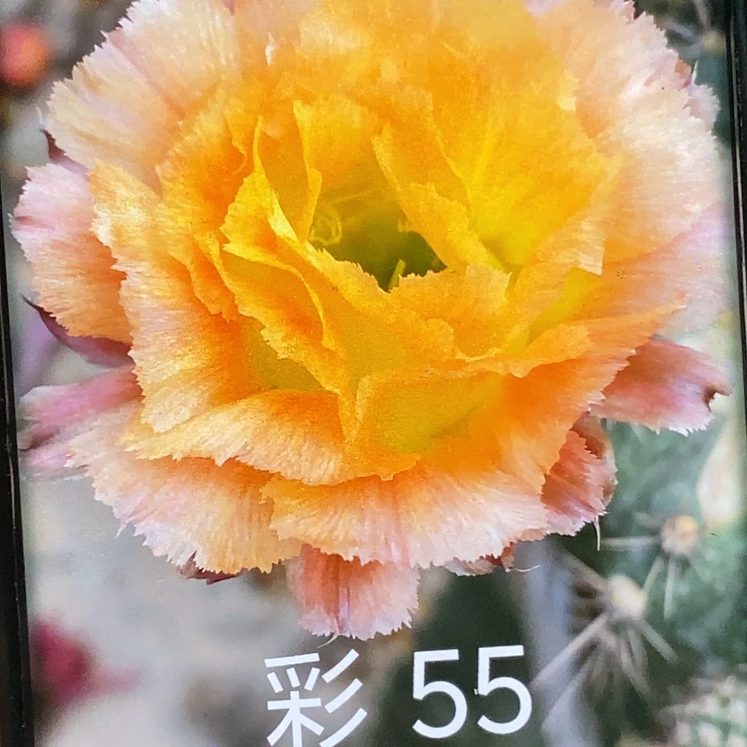 彩 55侧芽歪20包邮/6公分