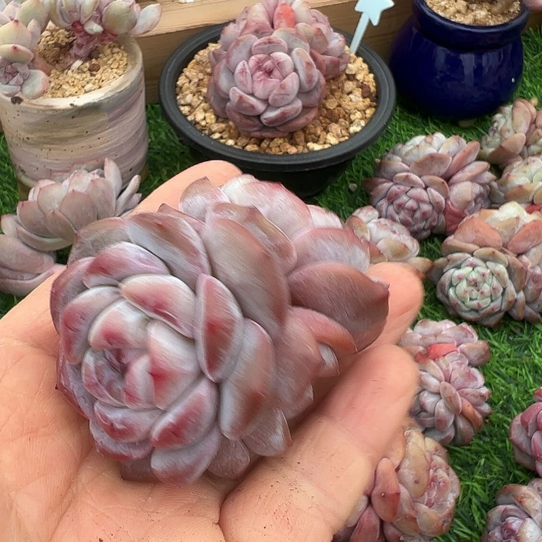 啊石榴籽星影小树福利