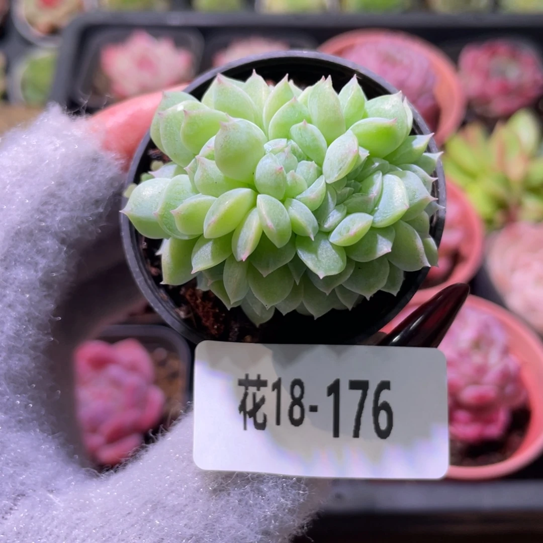 花利美18-176新品缀