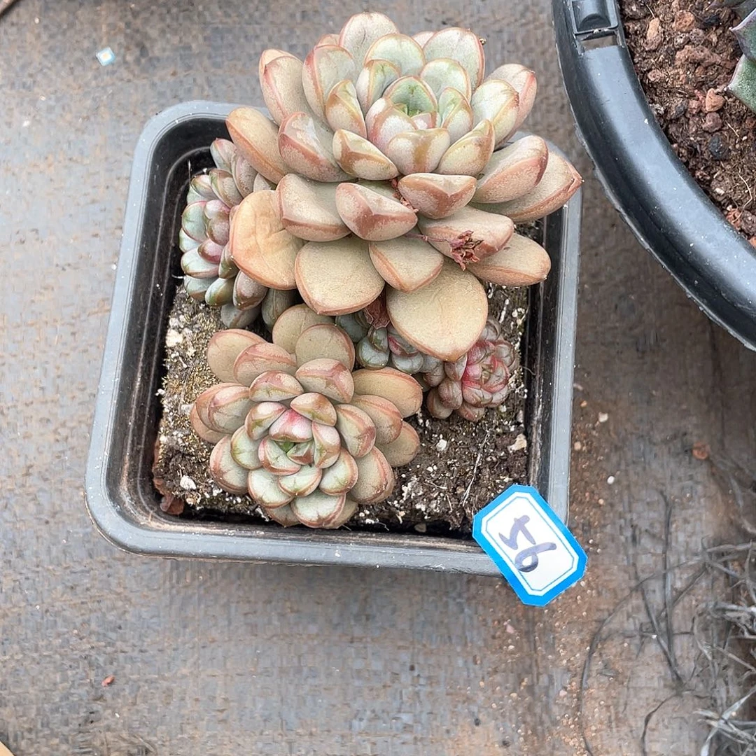 56葡萄一物一拍多肉