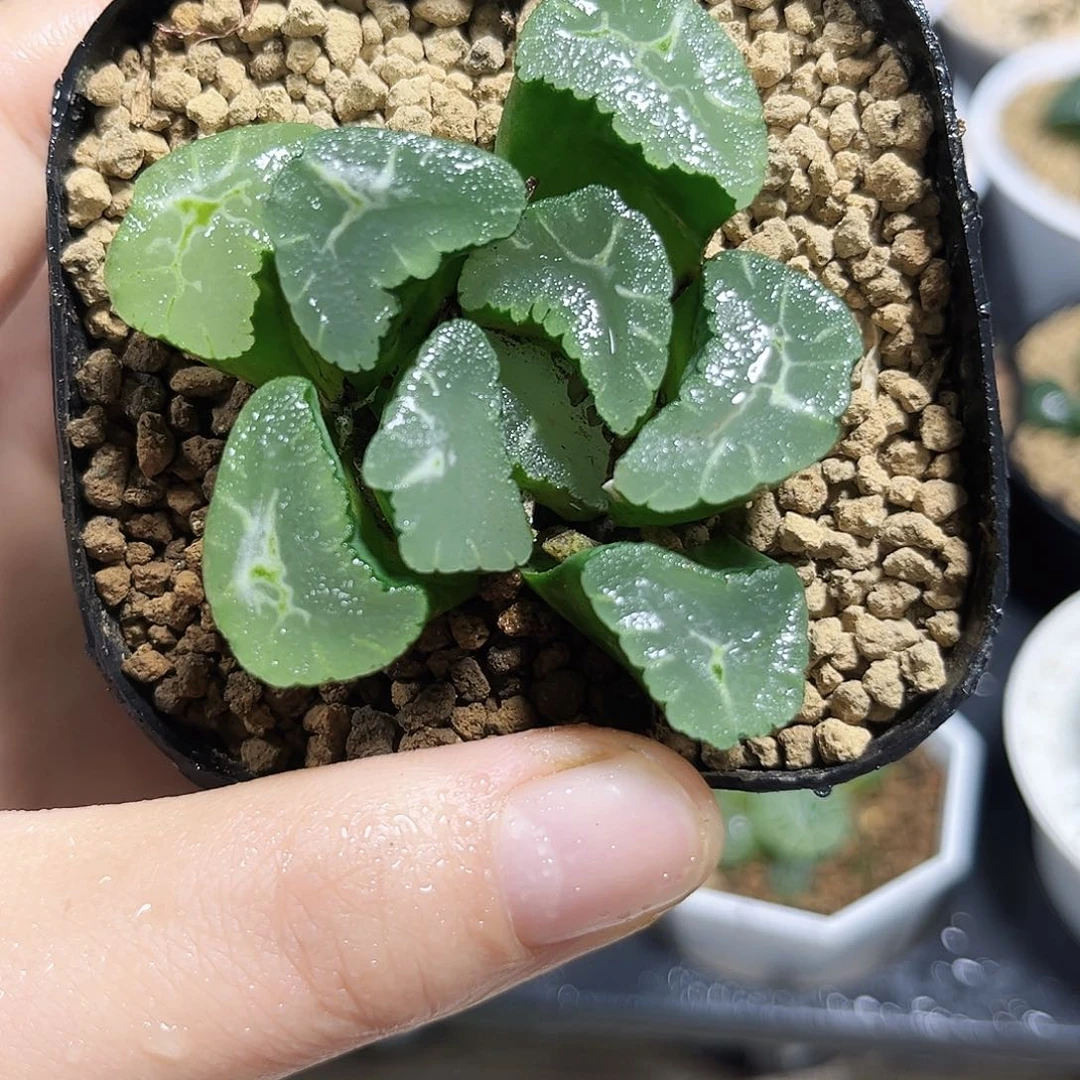 凤凰万象多肉植物6666