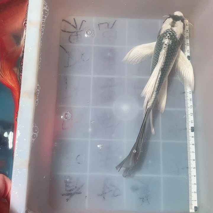 蝴蝶鲤鱼渔场直发28
