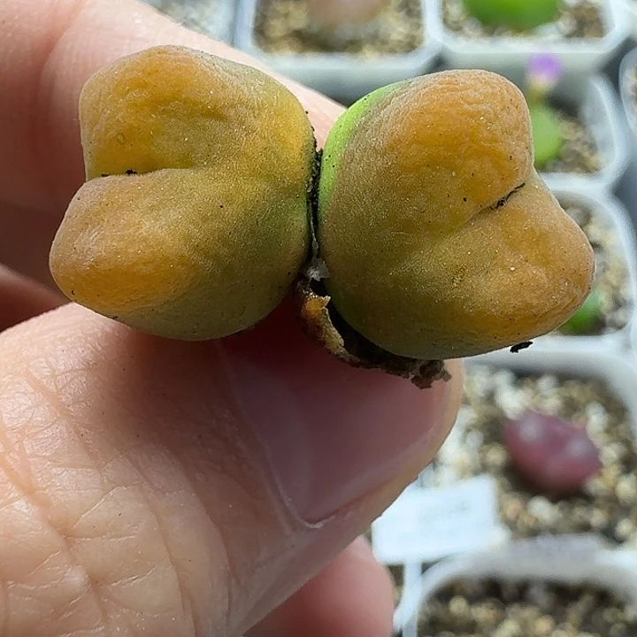 老马生石花双头蟠桃2704