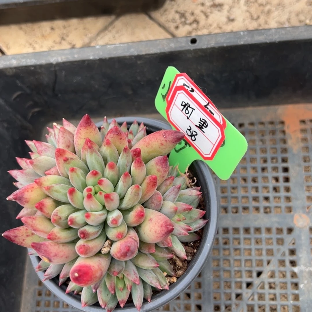 阿***花啊里38。