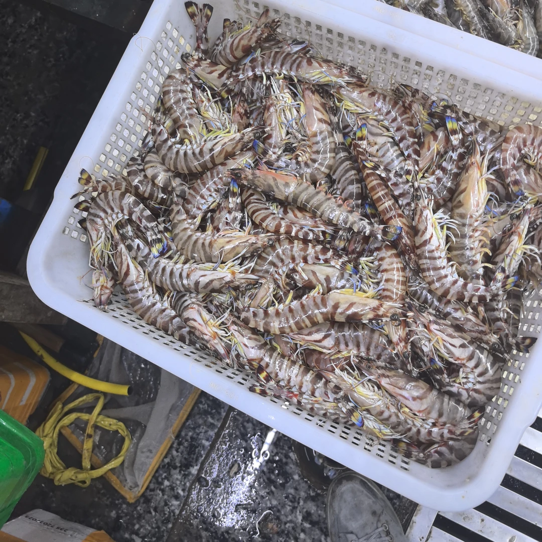 刚捞出来九节虾140元500克