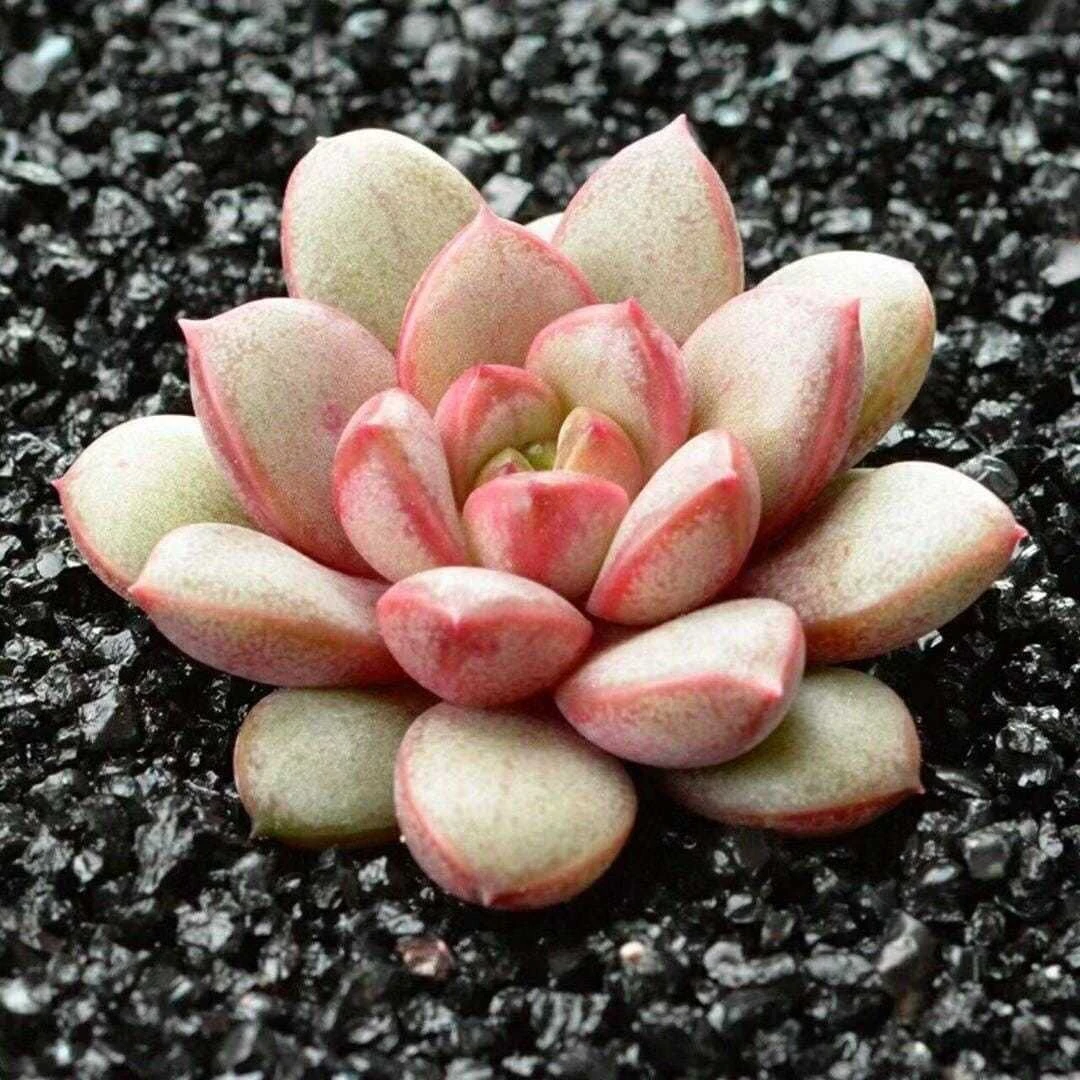 【满9.9包邮】葡萄6.5㎝盆单双混多肉植物美肉以直播间介绍为主