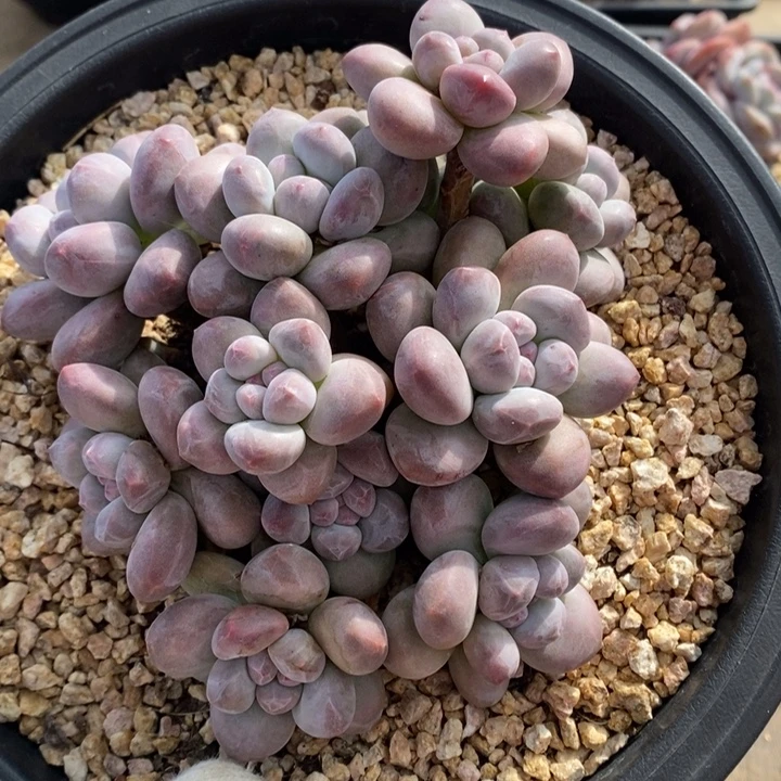 香水胖体哈哈哈哈哈