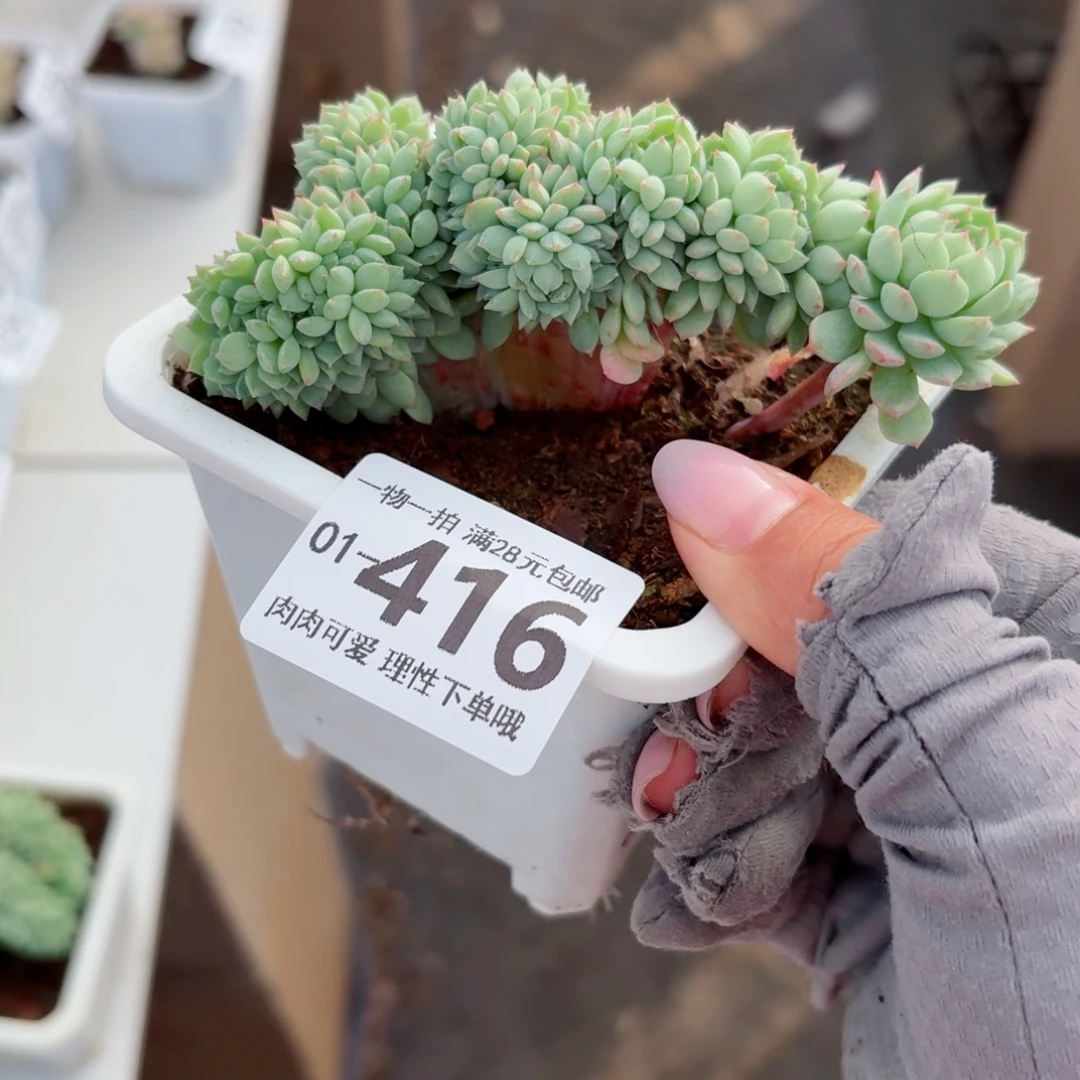 小粉梅多肉无盆土发货无