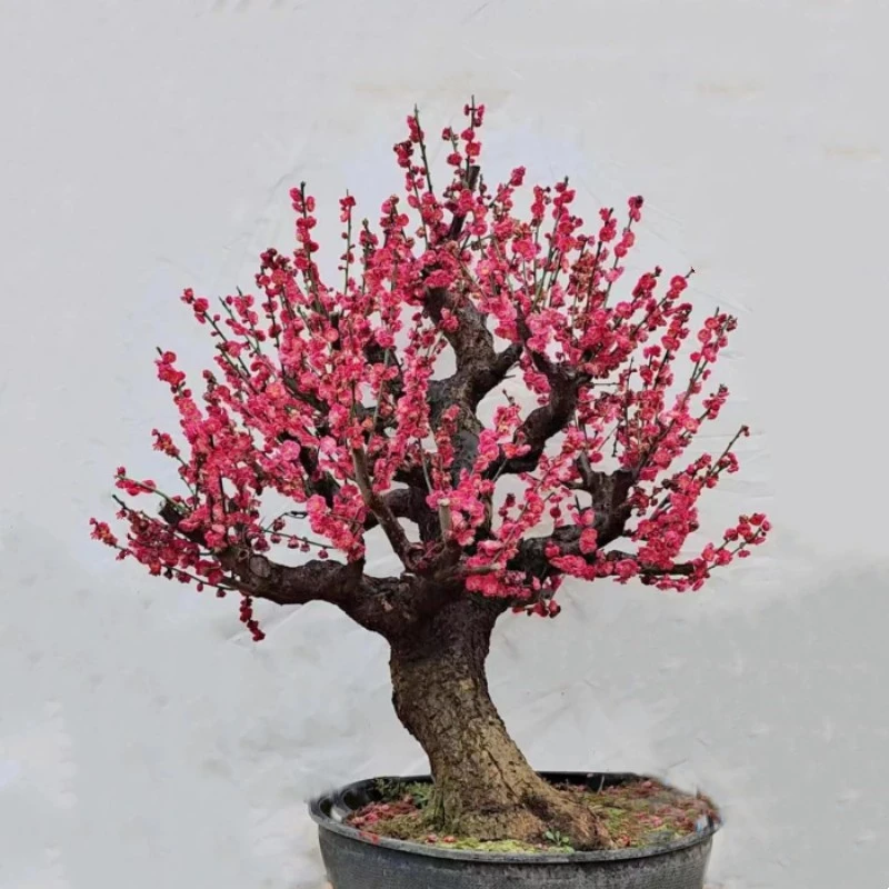 梅花生桩带土球一物一拍包邮——花知己