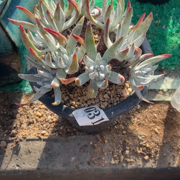 31号雪花多肉植物