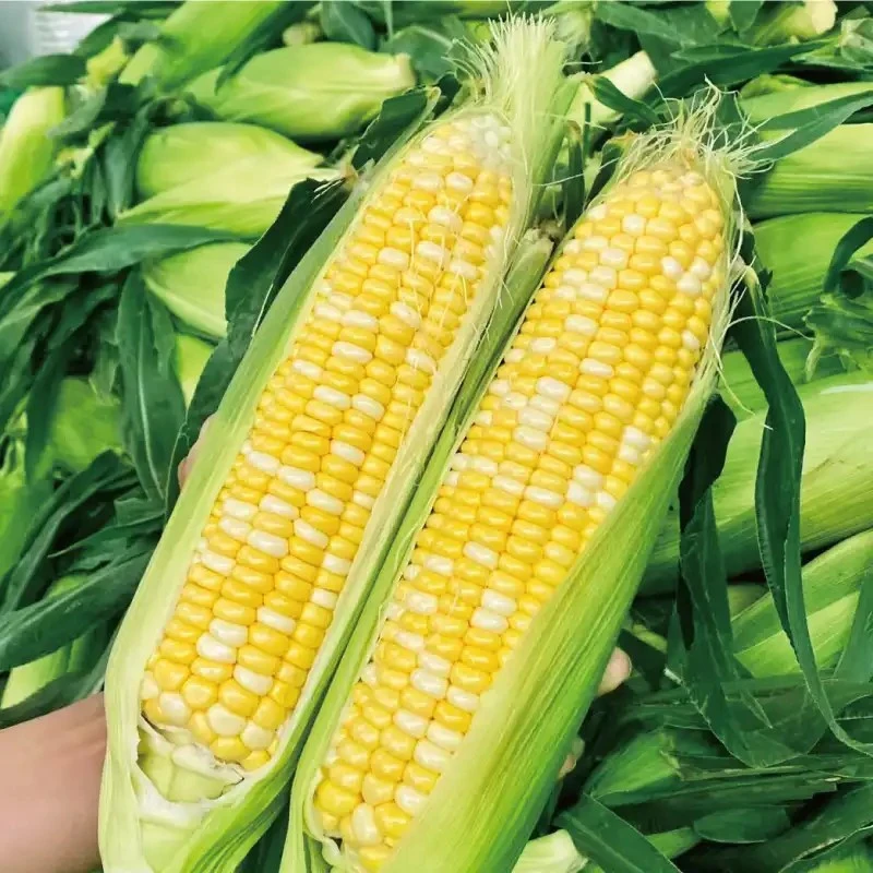 现摘现发 云南水果玉米，生吃蒸煮都好吃的水果玉米