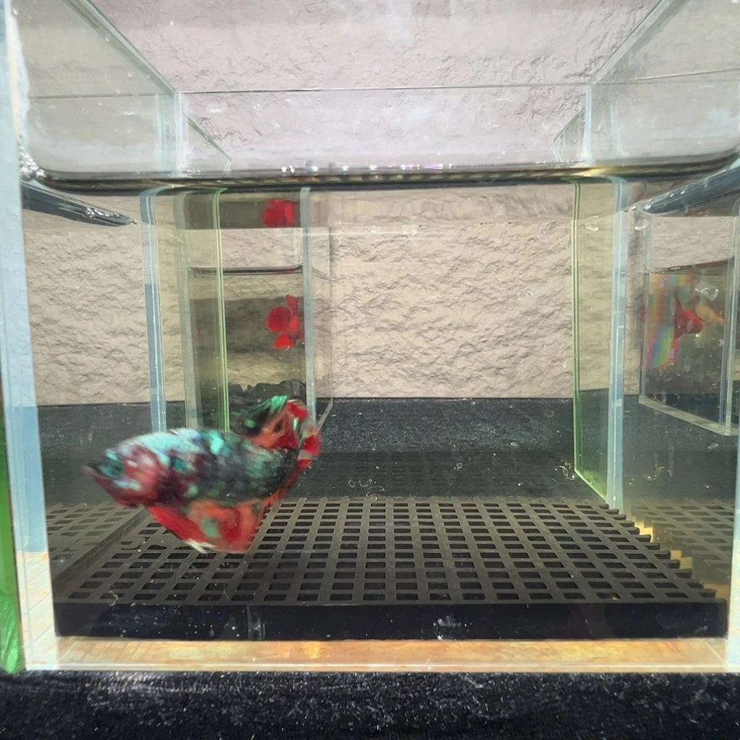 斗鱼阿浩泰斗23日21