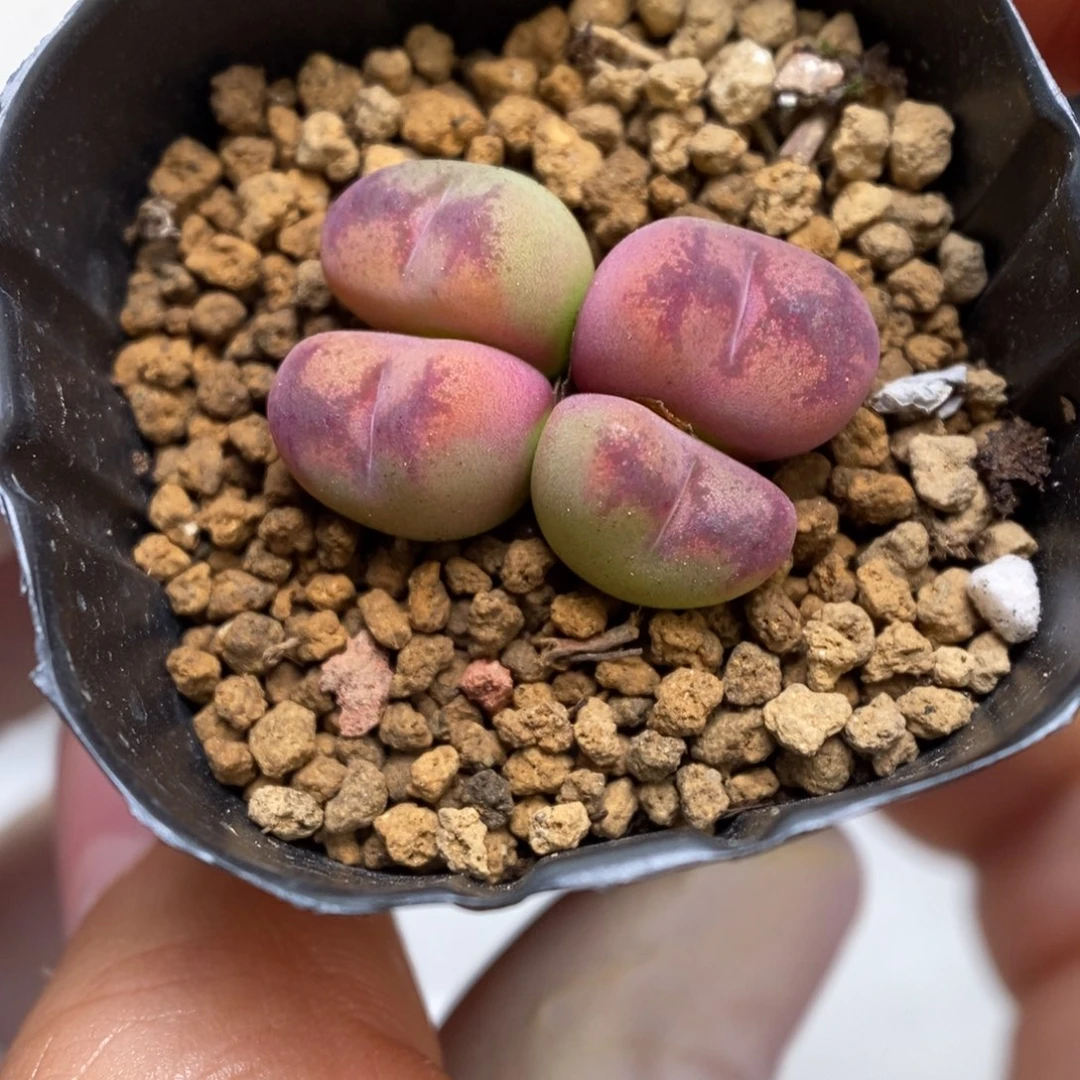 多肉植物肉锥杂交K-1053