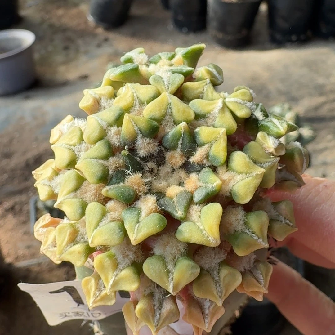 【闪购商品】姬牡丹锦