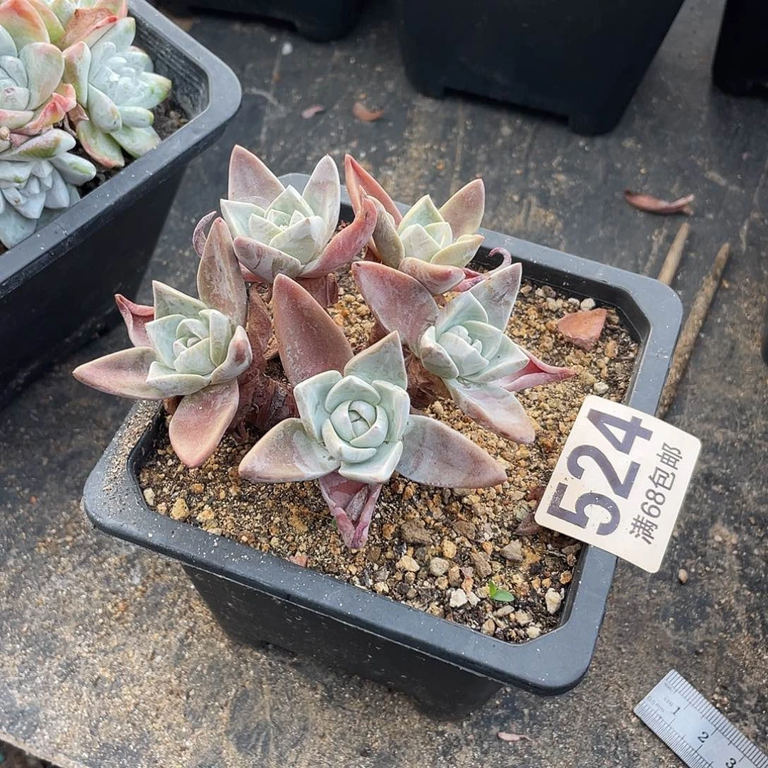 晨溪园艺仙女杯呀