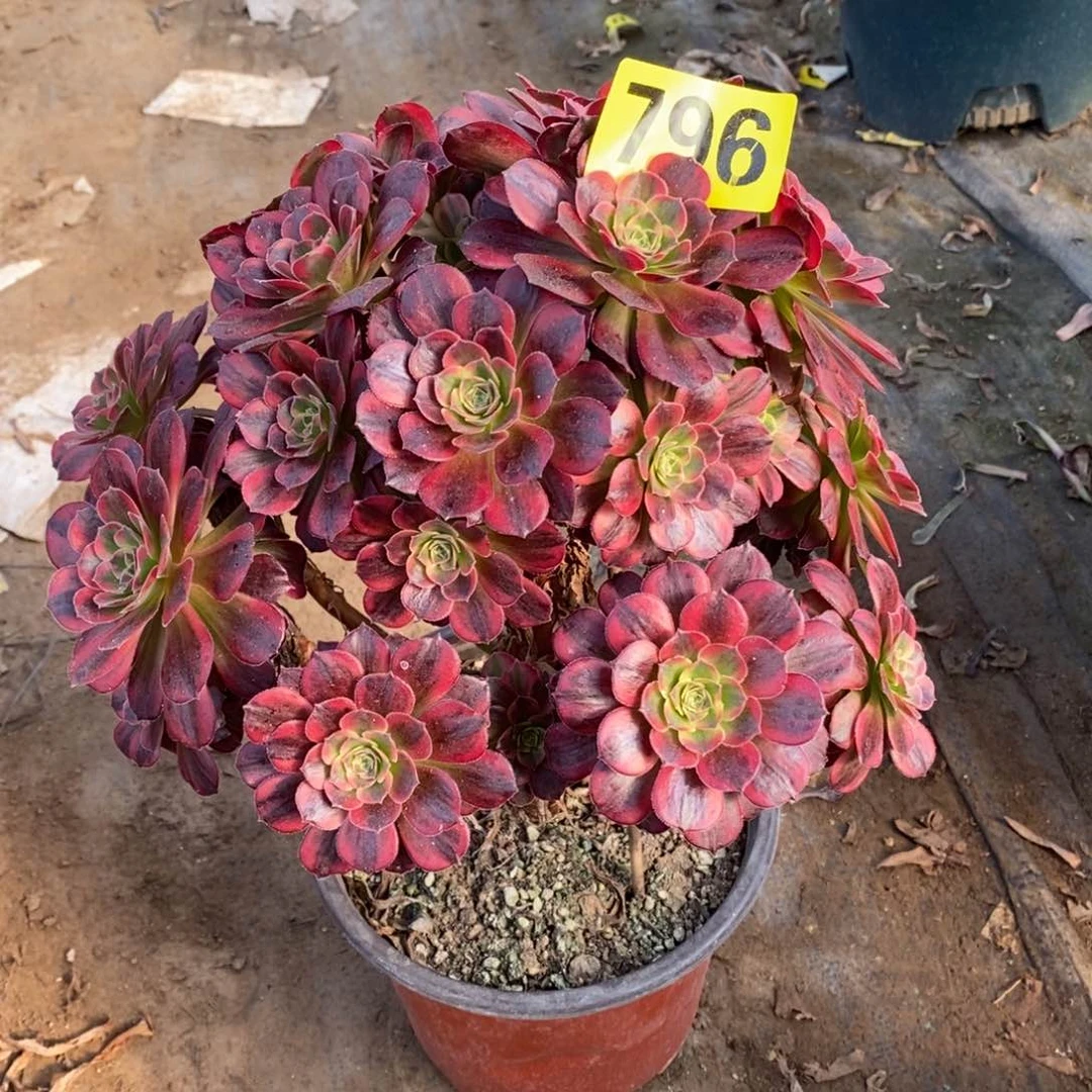 安娜有两个小断枝796