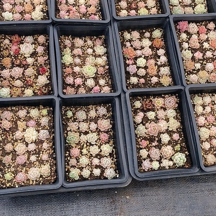 9-10 多肉植物盆栽花卉植物