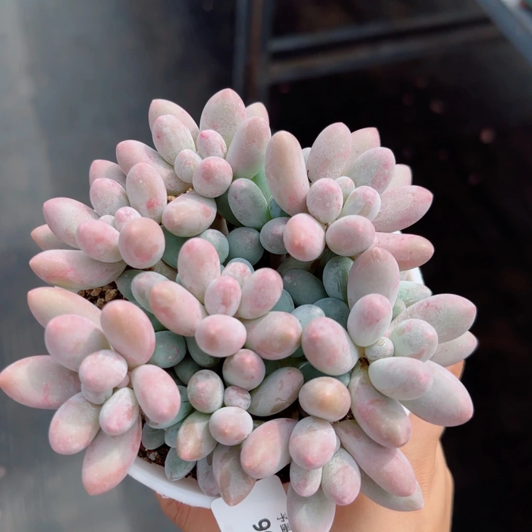 汤圆无砍，9621多肉植物