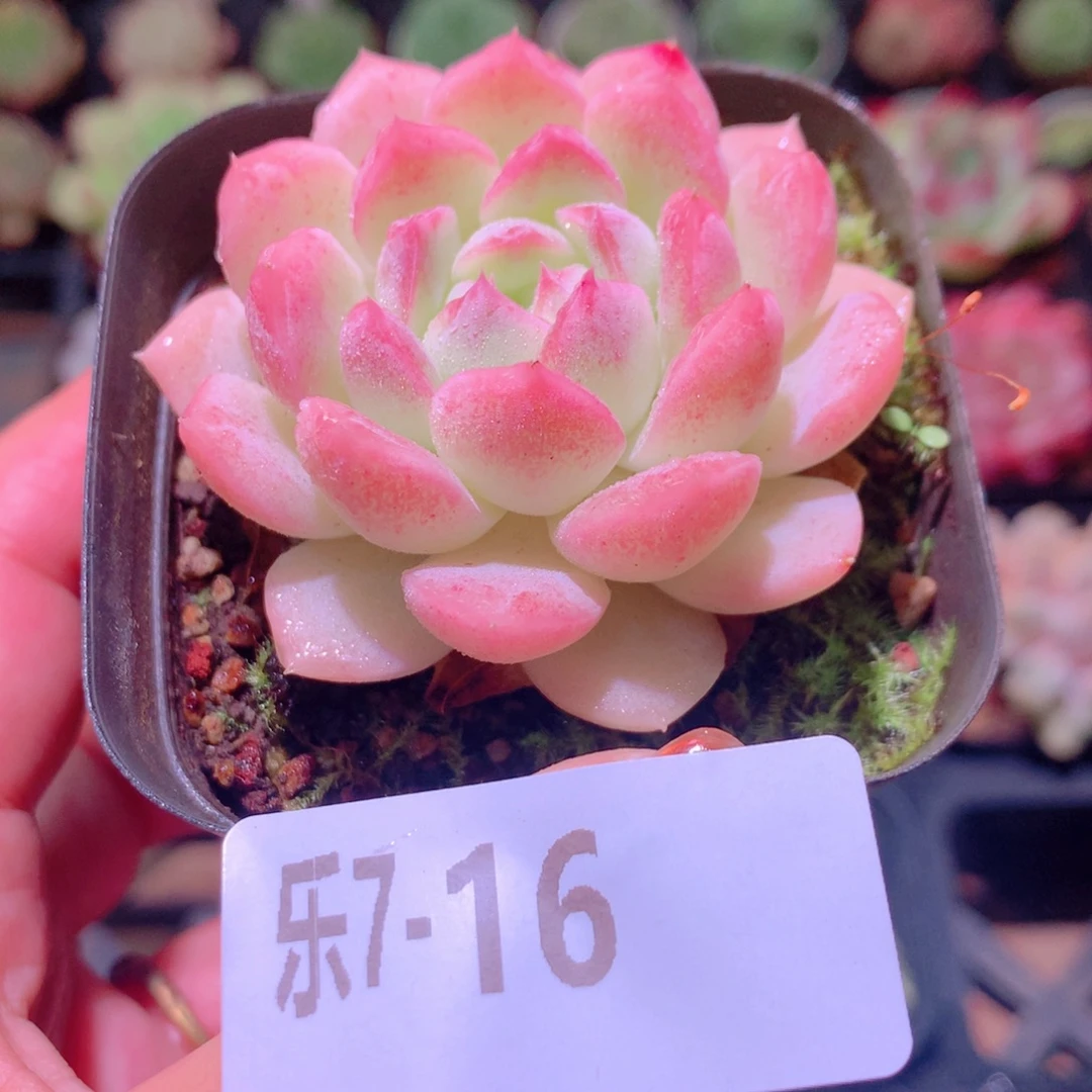 乐然 7-16 明月心