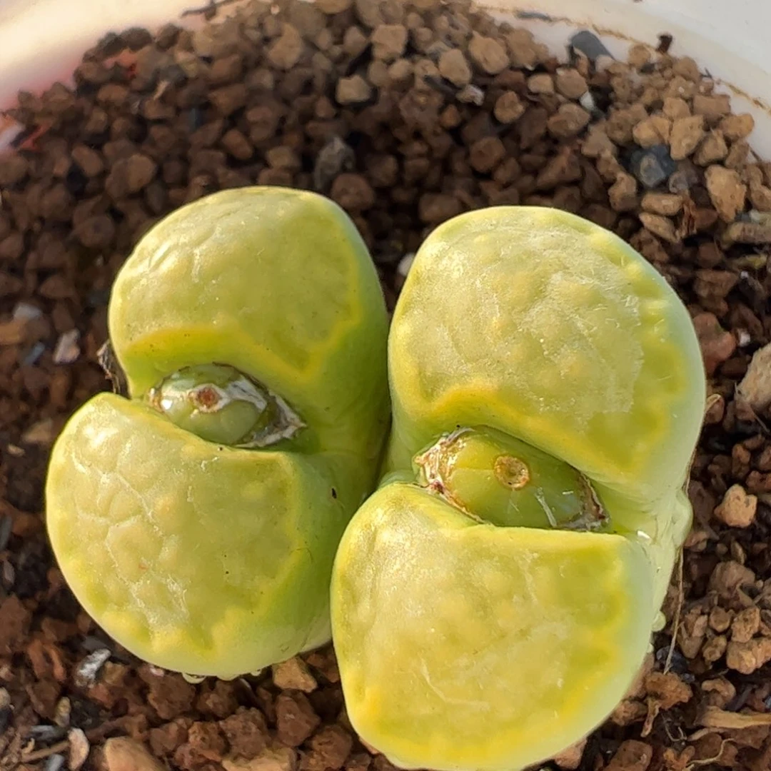 绿饼干多肉植物百科