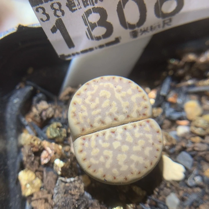 胖*Zzz精品生石花1806