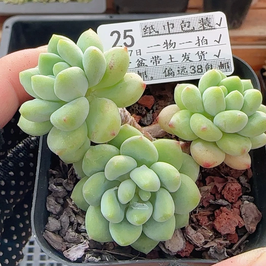 多肉0917--25凝脂莲