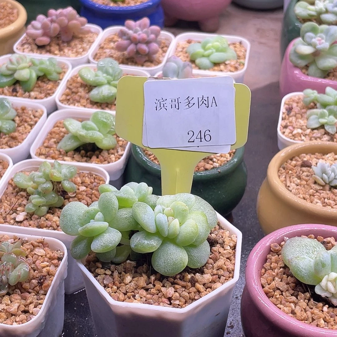 M***e滨哥多肉A246冰玉石化锦3头