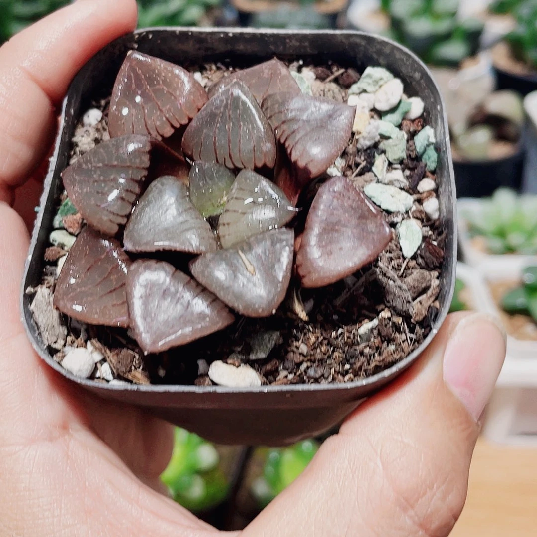 肥***猫红色日月潭寿带白盆