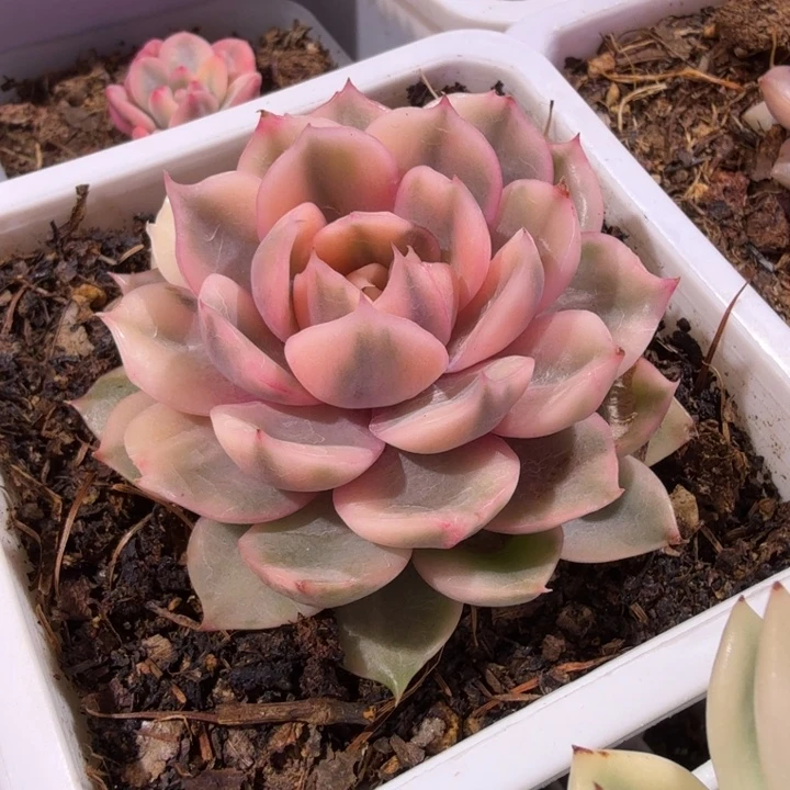 霓裳羽衣锦多肉植物