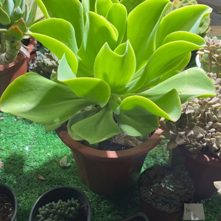 没****?145柠檬卷多肉植物