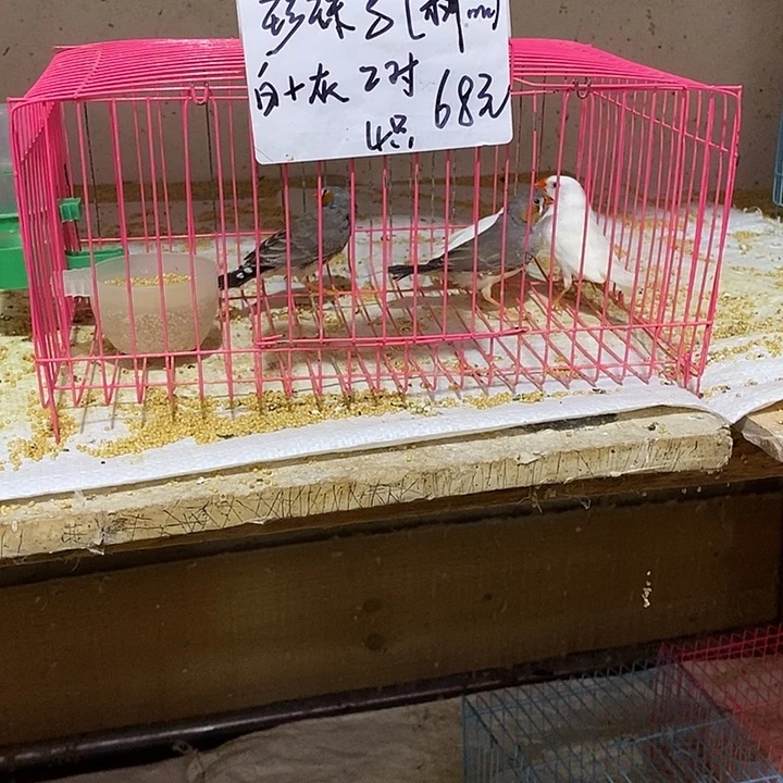 珍珠鸟头*白加灰珍珠鸟