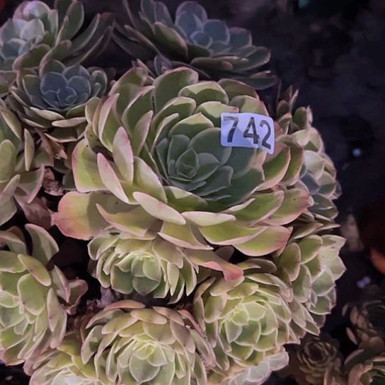 金***合多肉植物一个花妖