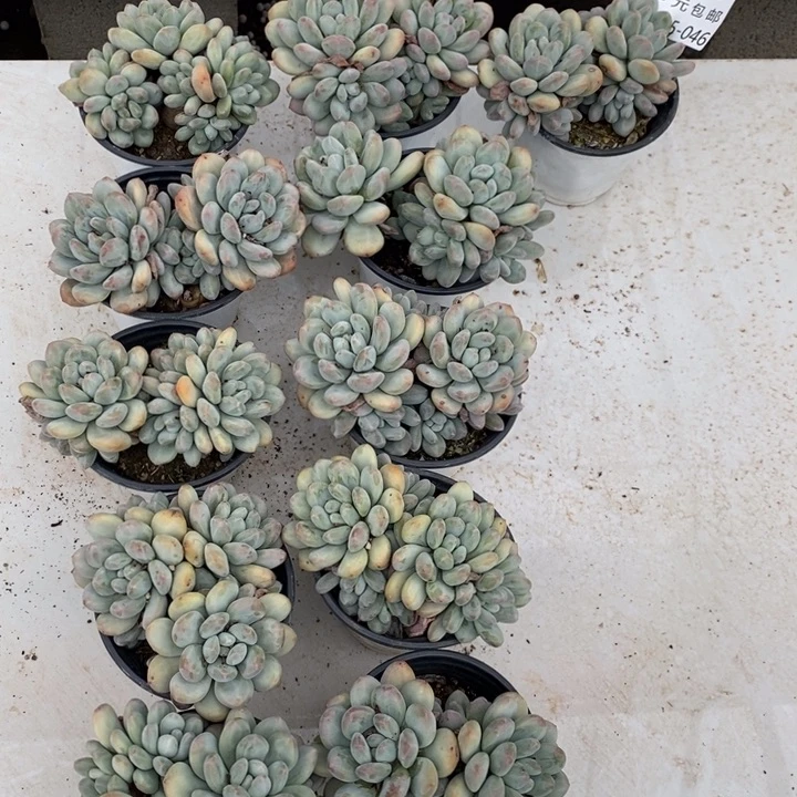 夏悦多肉0615-46香水