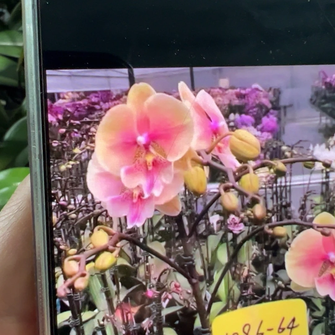 当前无花栽培后可以开花泡泡糖带剑，凑单发货